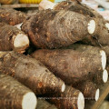 2021 New Harvest Export Natural Hot Selling Good Chinese Fresh Taro